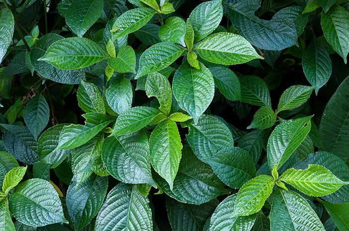 Daun Kejibeling