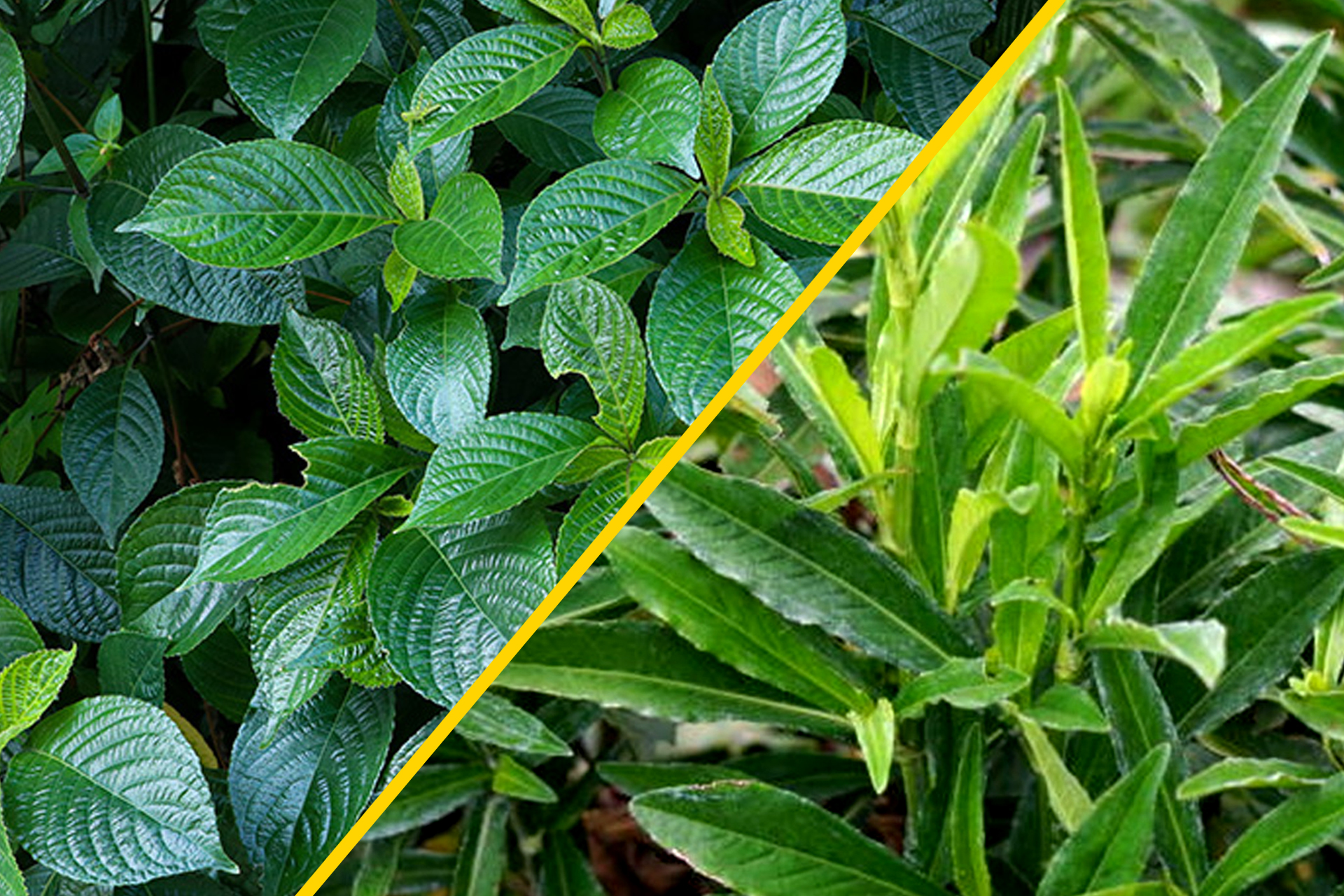 Kandungan Alami Batugin, Solusi Herbal Terpercaya untuk Menjaga Kesehatan Ginjal